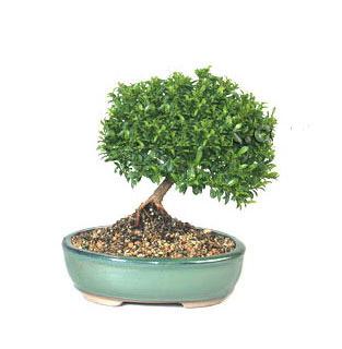 ithal bonsai saksi iegi  zmir Aliaa iek gnderme 